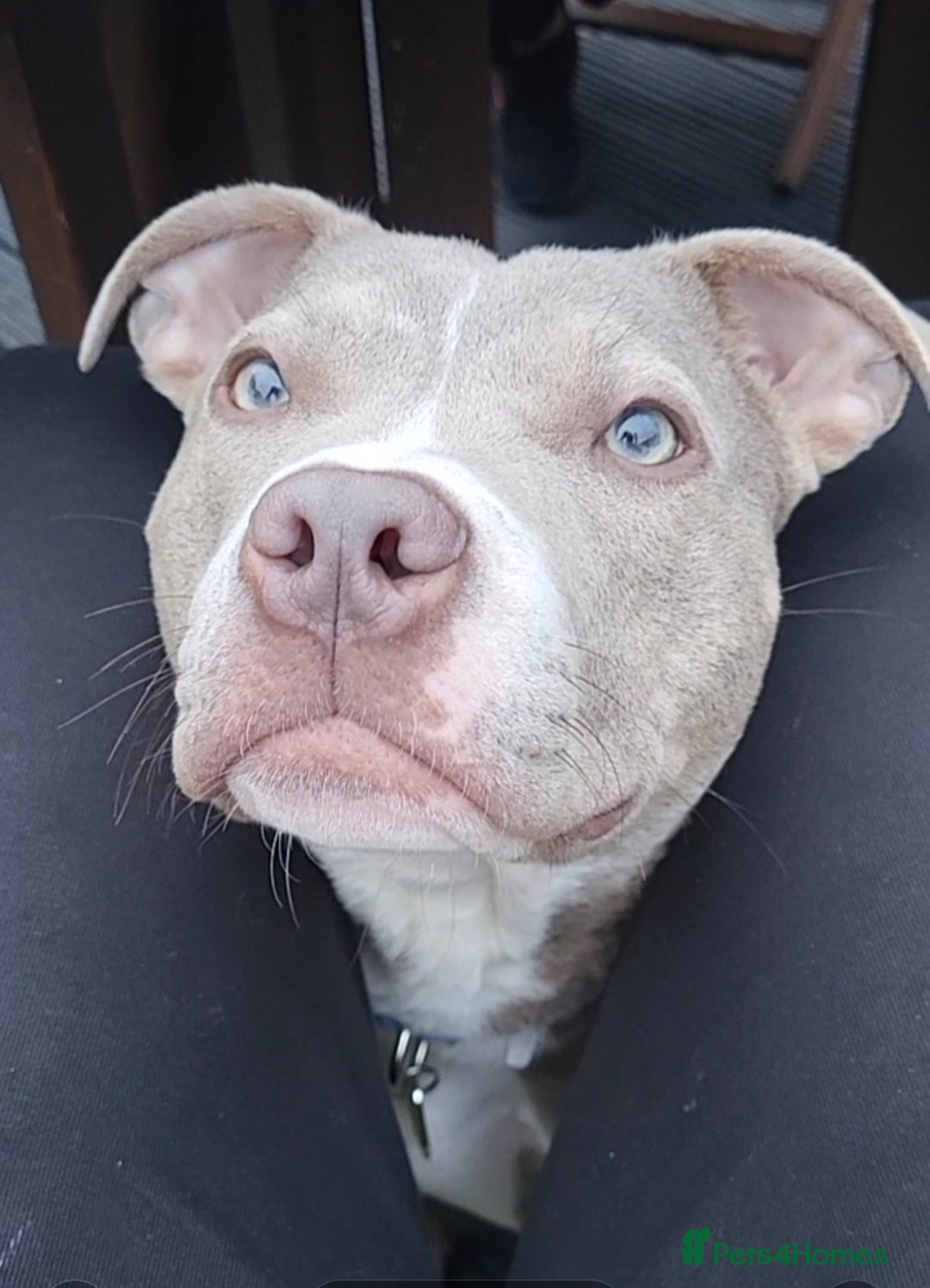 Mixed Breed dogs Staffordshire bull terrier x mix - Advert 6