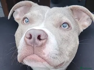 Mixed Breed dogs Staffordshire bull terrier x mix - Advert 6