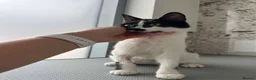 Mixed Breed cats for adoption: Milla for adoption in Kidlington - Advert 6