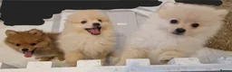Pomeranian dogs for sale: 4 Purebred Pomeranian puppies - Advert 5