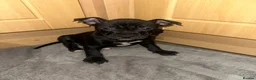 Staffordshire Bull Terrier dogs for sale: Luna’s beautiful litter for sale  - Advert 6
