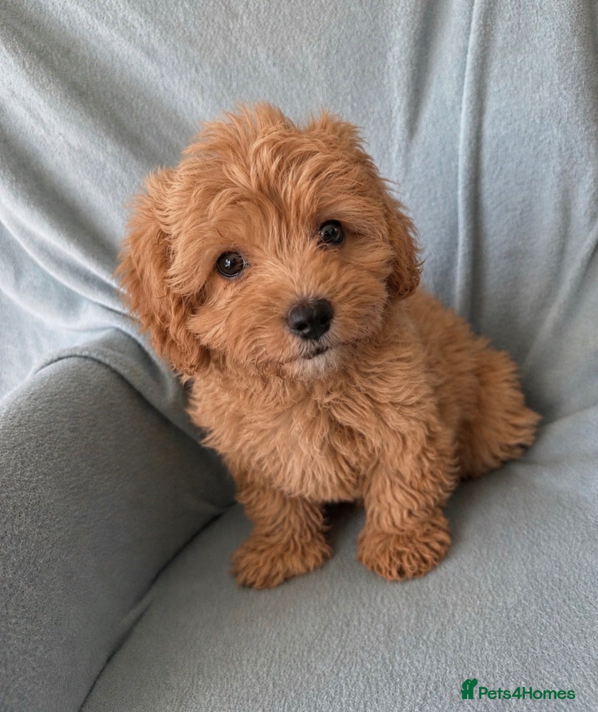 Cavapoo dogs Adorable Cavapoo puppies PRA CLEAR! READY TO GO! - Advert 9