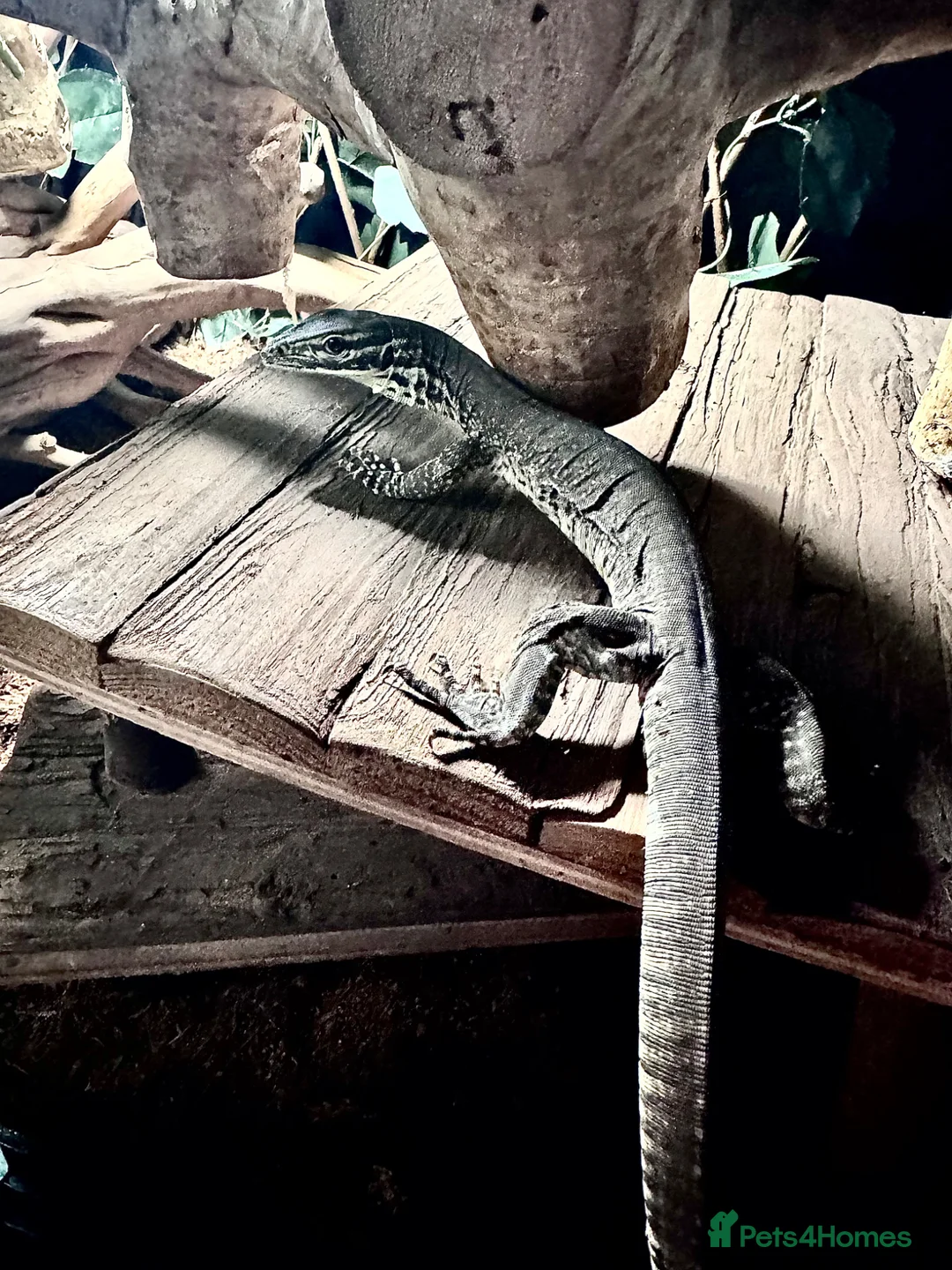 Monitor reptiles for sale: Young Argus Monitor  - Advert 3