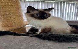 Birman cats for sale: Seal point Birman for sale  - Image 2