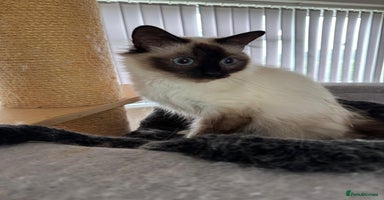 Birman cats - Advert 17