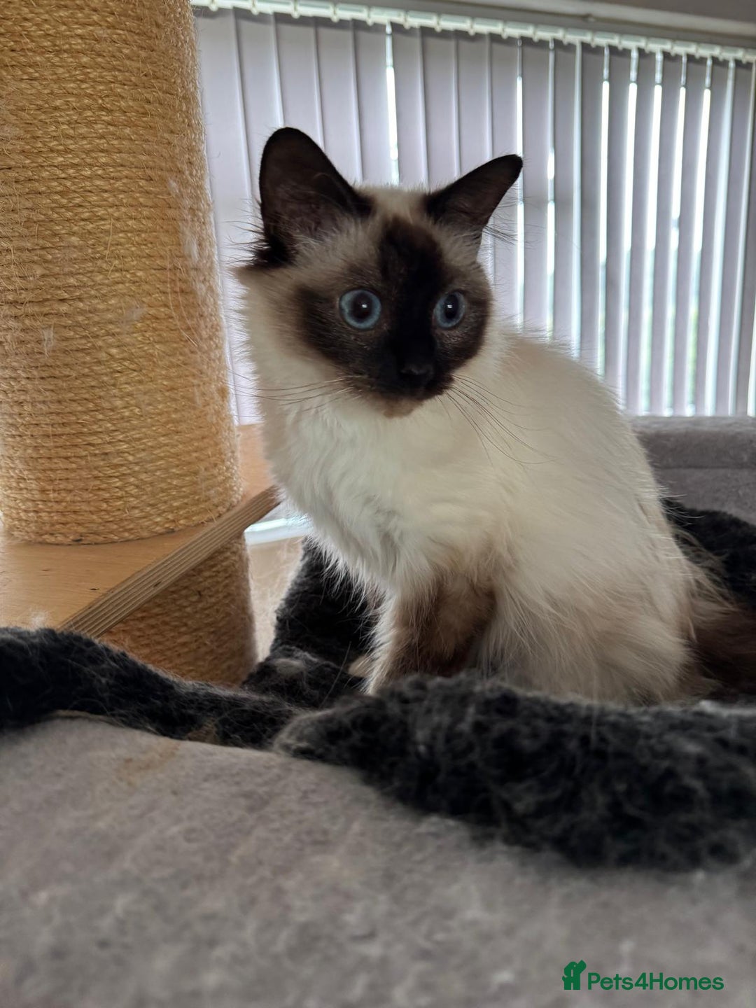 Birman cats for sale: Seal point Birman for sale  - Image 2