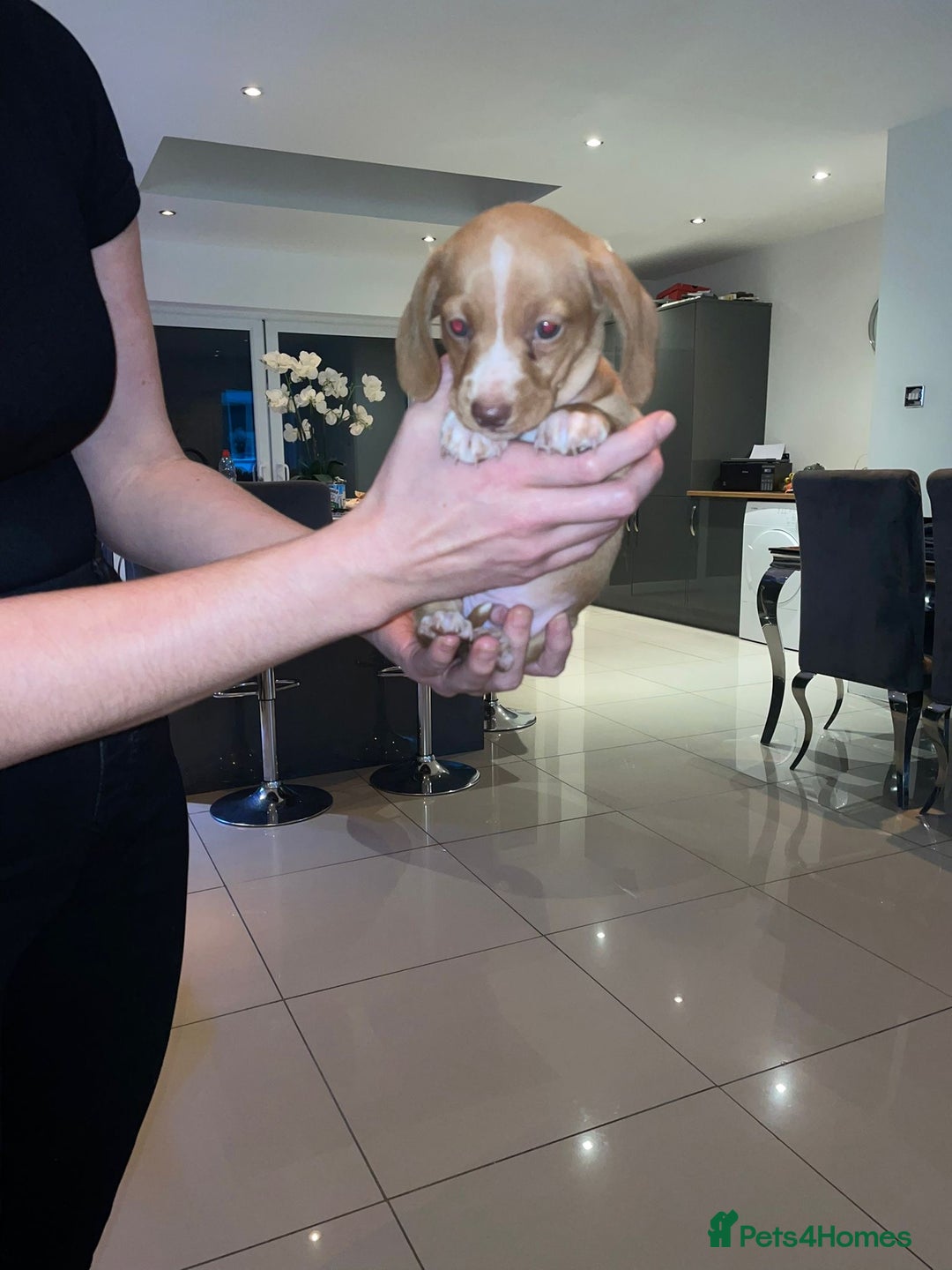 Miniature Dachshund dogs for sale: Dolly mixture dapple/piebald  - Image 24
