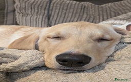 Labrador Retriever dogs for sale: 5 month old Labrador, great family dog - Advert 3