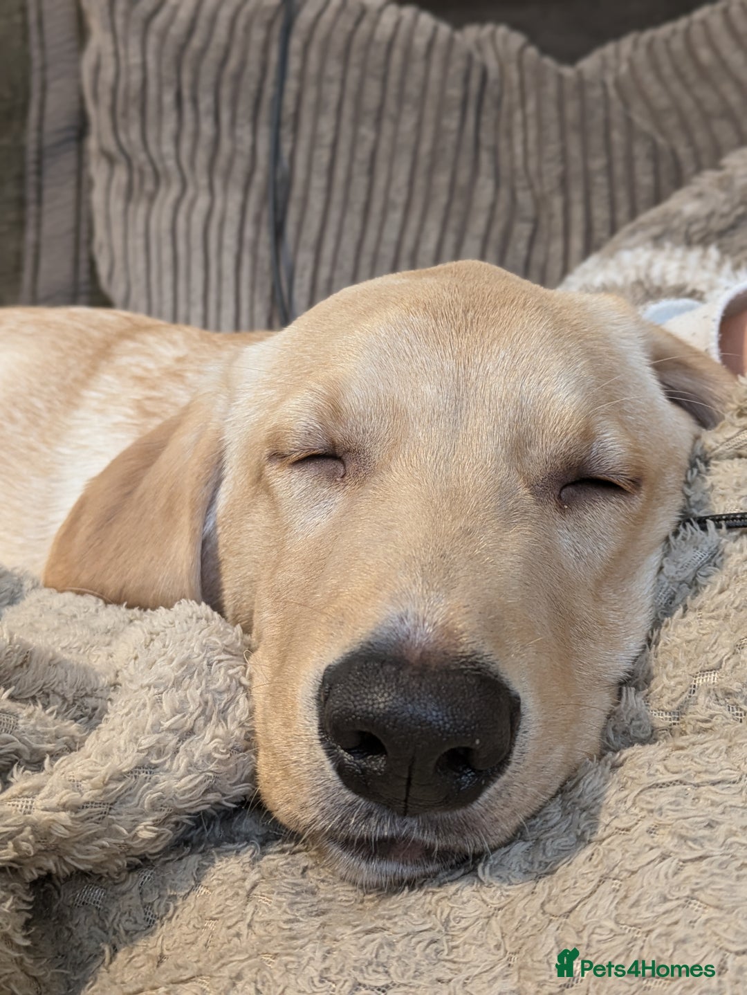 Labrador Retriever dogs for sale: 5 month old Labrador, great family dog - Advert 3
