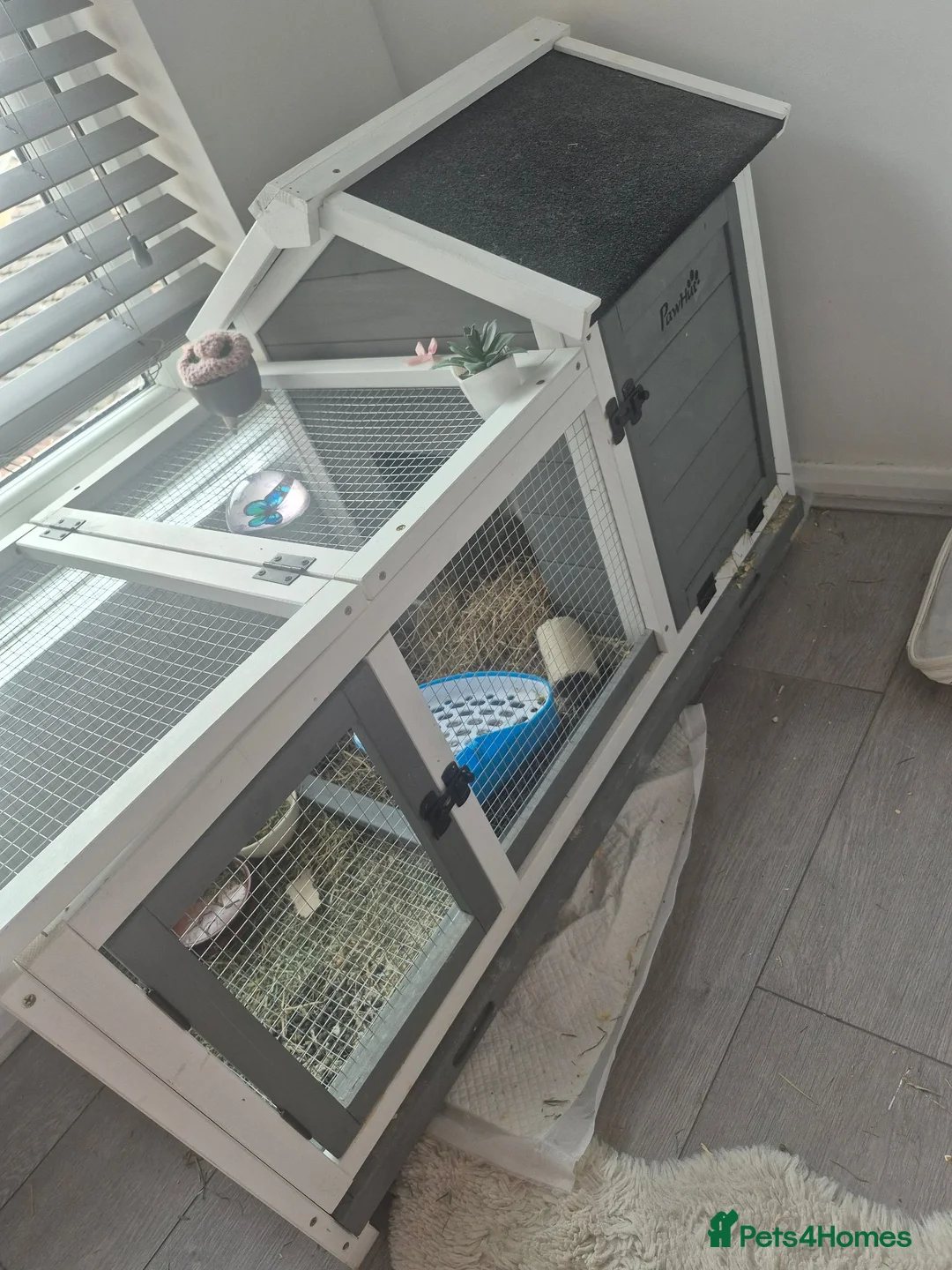 Lionhead rabbits for sale: Lionhead rabbit with cage - Advert 5