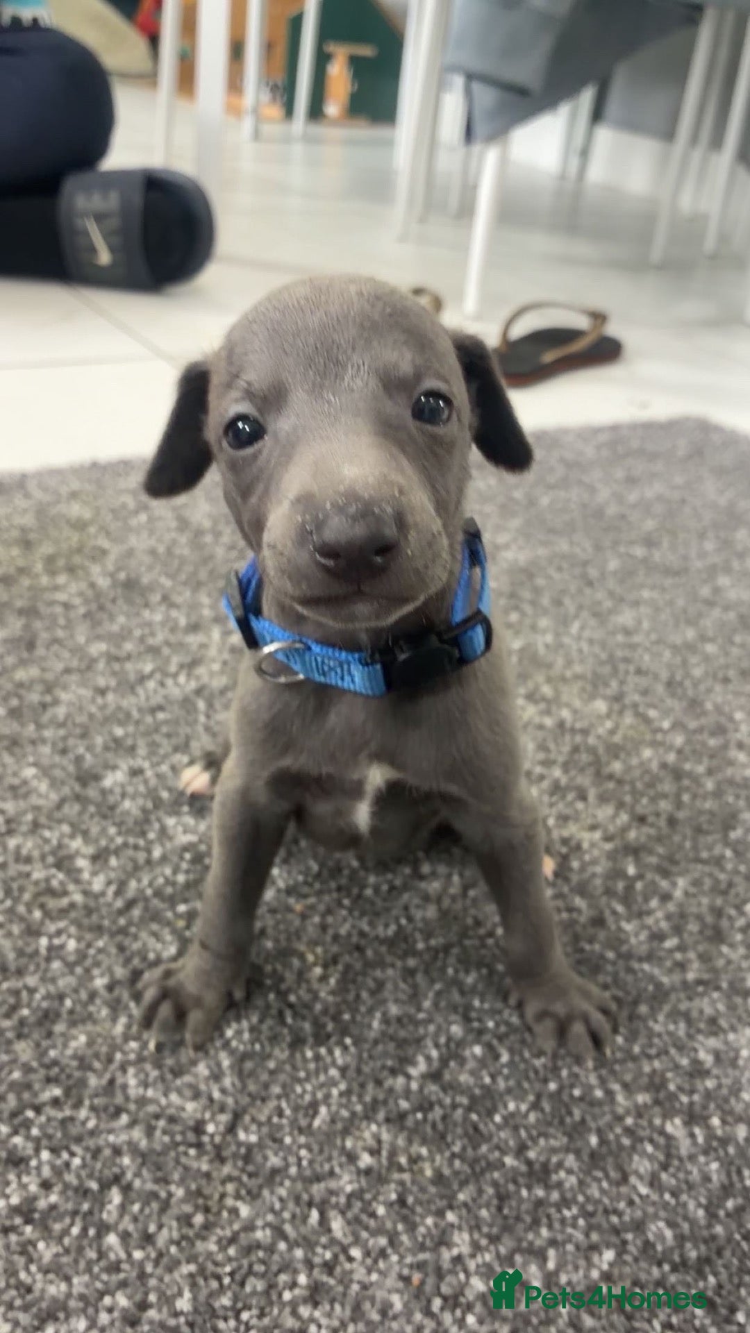 Whippet dogs Blue whippets 💙 1 boy left 🏡🏡 - Advert 6