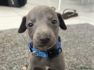 Whippet dogs Blue whippets 💙 1 boy left 🏡🏡 - Advert 6
