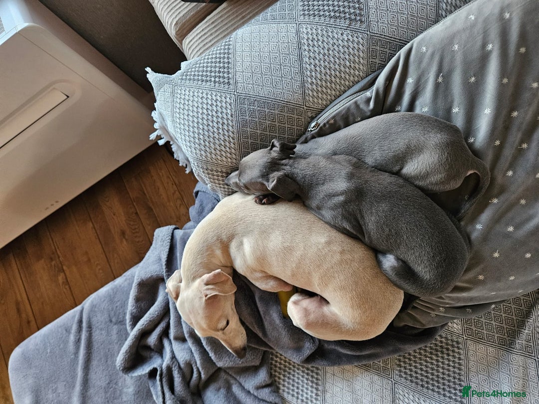Italian Greyhound dogs for sale: Beautiful Blue Italian greyhound  - Image 7