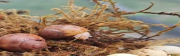 Snails invertebrates for sale: Leucistic Ovum Land Snails 🐌  in Basingstoke - Advert 4