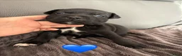 Staffordshire Bull Terrier dogs for sale: Staffordshire Bull Terrier Puppys in Merthyr Tydfil - Advert 7