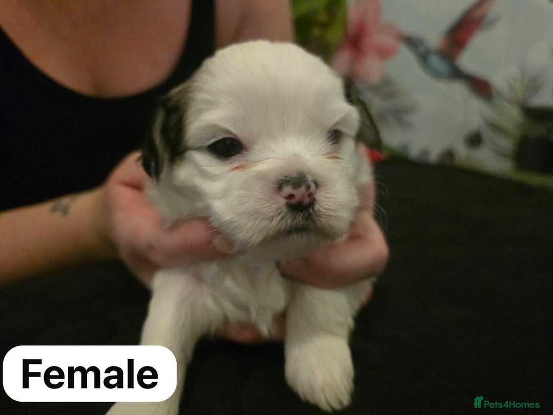 Mixed Breed dogs for sale: Shorkie cross lhasa apso pups - Advert 5