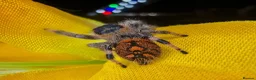 Spiders invertebrates for sale: Phidippus regius jumping spider - Advert 3