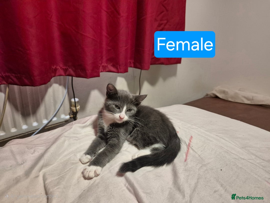 Russian Blue cats for sale: 2 Beautiful Russian Blue X kittens - Image 8