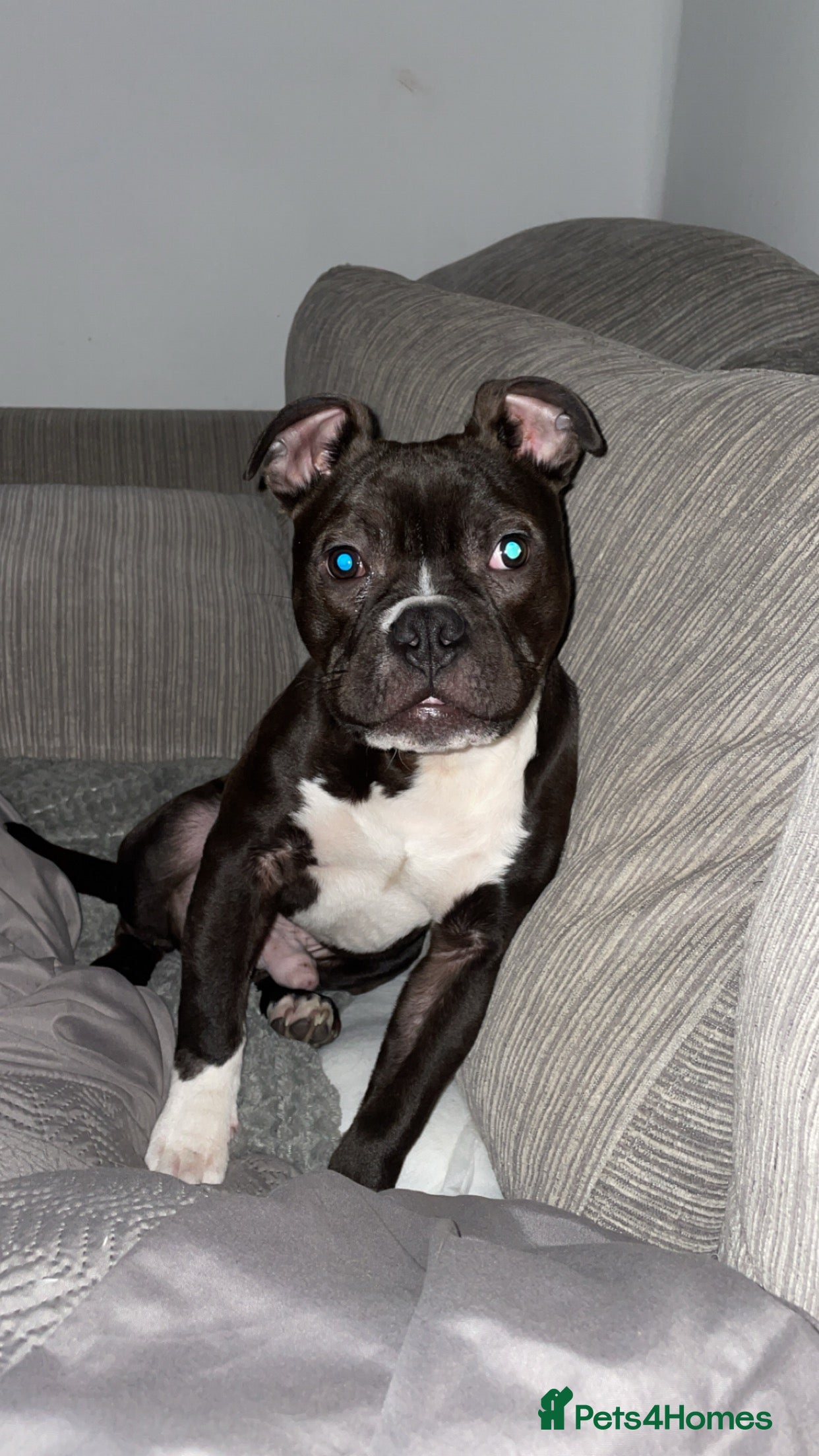 Mixed Breed dogs Adoption of Chase , pocket bully cross - Advert 2