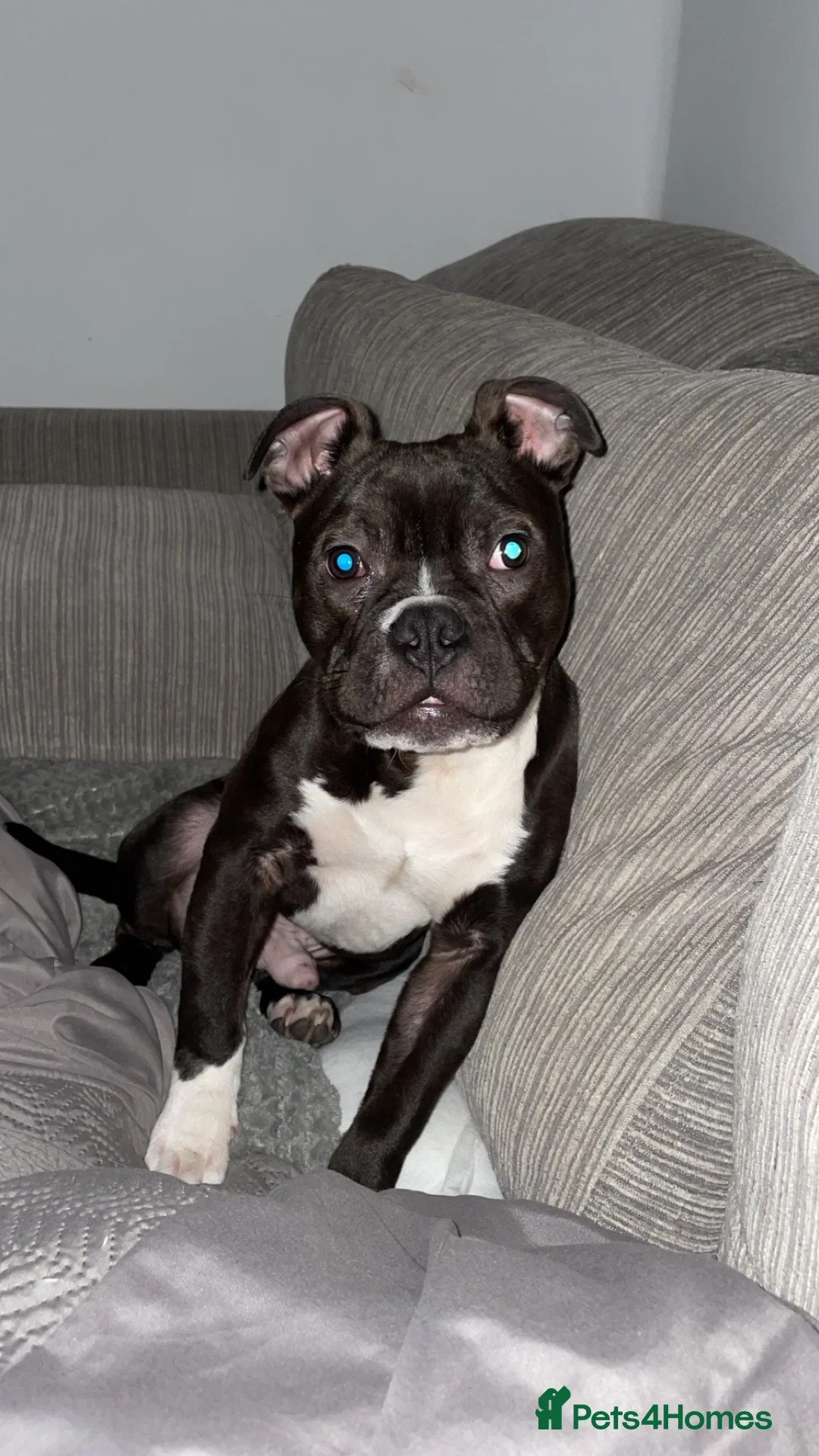 Mixed Breed dogs for sale: Adoption of Chase , pocket bully cross - Advert 1