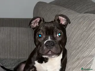 Mixed Breed dogs Adoption of Chase , pocket bully cross - Advert 1