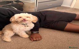 Cavapoo dogs for sale: Adult Male Dog For Sale - Image 8