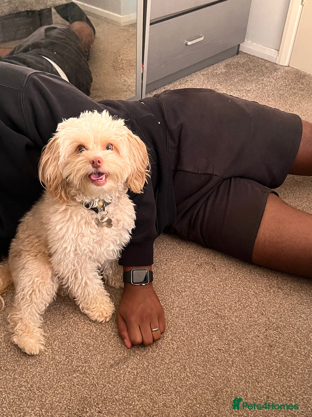Cavapoo dogs for sale: Adult Male Dog For Sale - Image 8