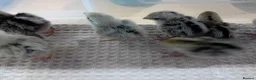 Quail poultry for sale: Snowflake Bobwhite Quail Chicks - Advert 14