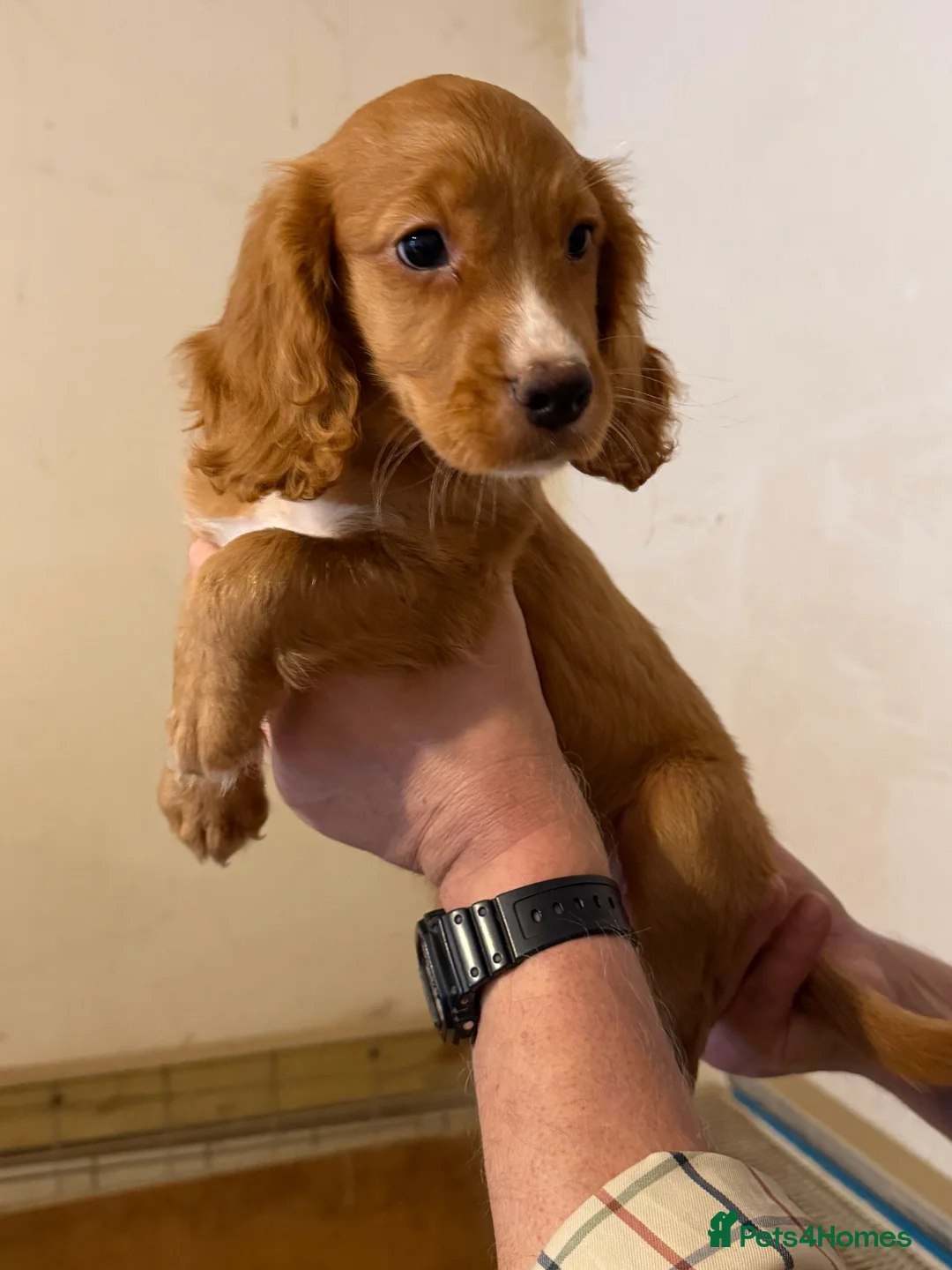 Cocker Spaniel dogs for sale: Working cocker spaniel puppies ready now! - Advert 10