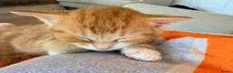 Mixed Breed cats for sale: Beautiful Ginger Kittens  - Advert 13