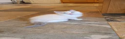 Ragdoll cats for sale: 💖Very Beautiful GCCF Registered Ragdoll Kittens. - Advert 5