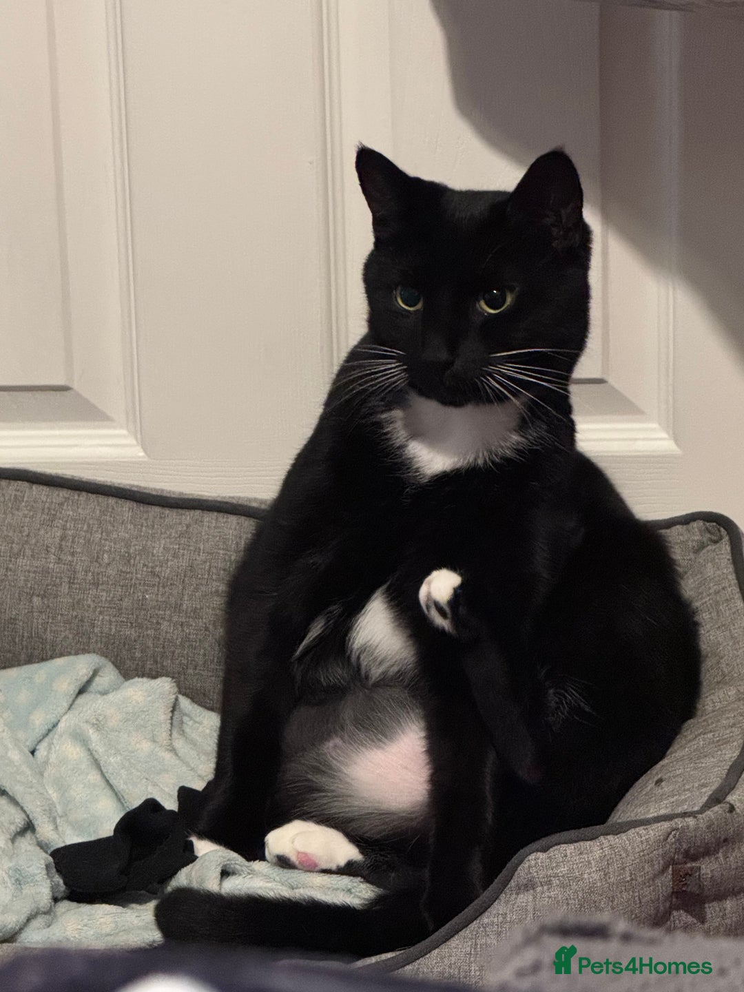 Mixed Breed cats for sale: My 5 year old boy bandit  - Advert 2