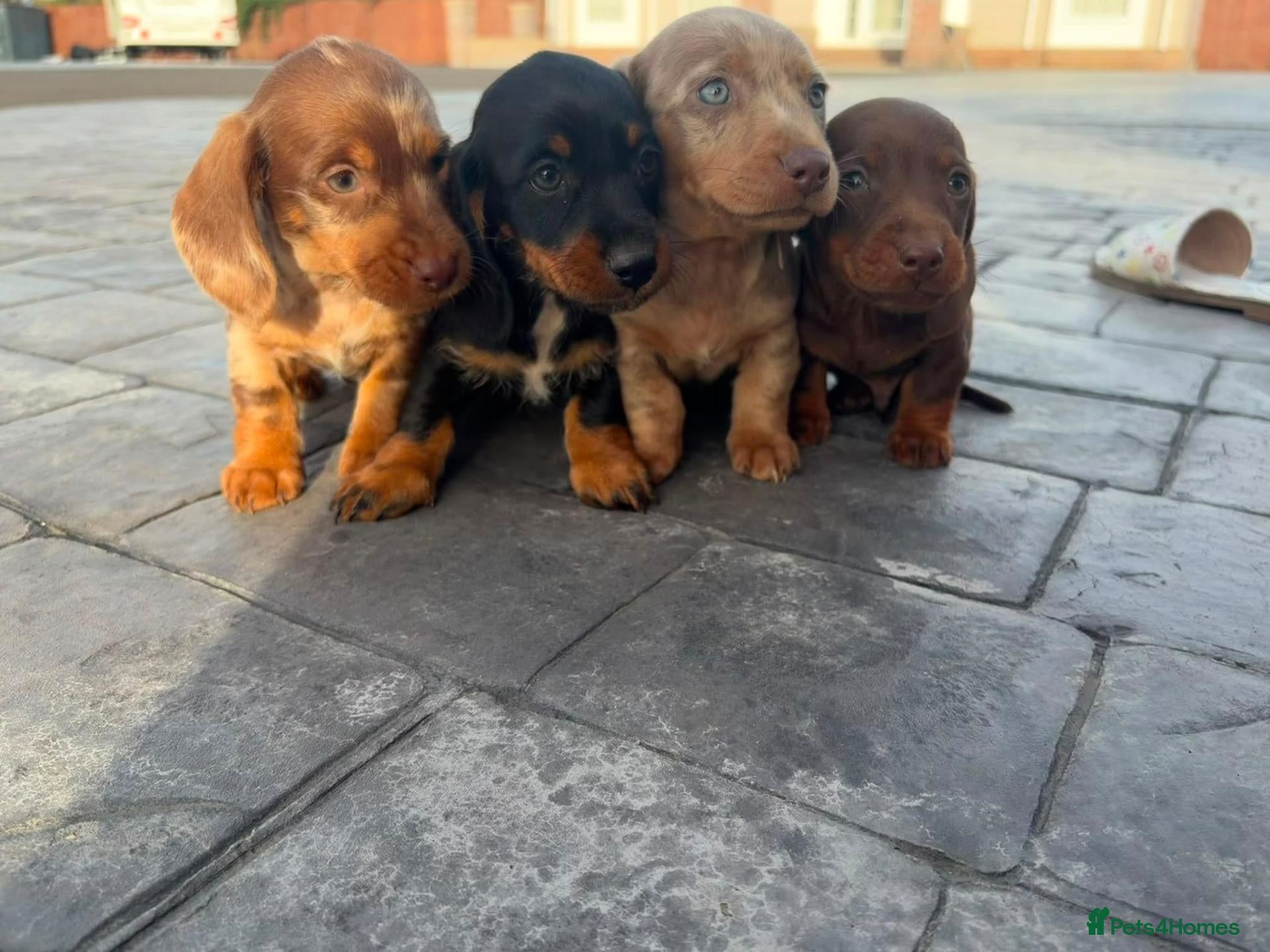 Miniature Dachshund dogs 2 girls 2 boys ready to go in 2 weeks  - Advert 17
