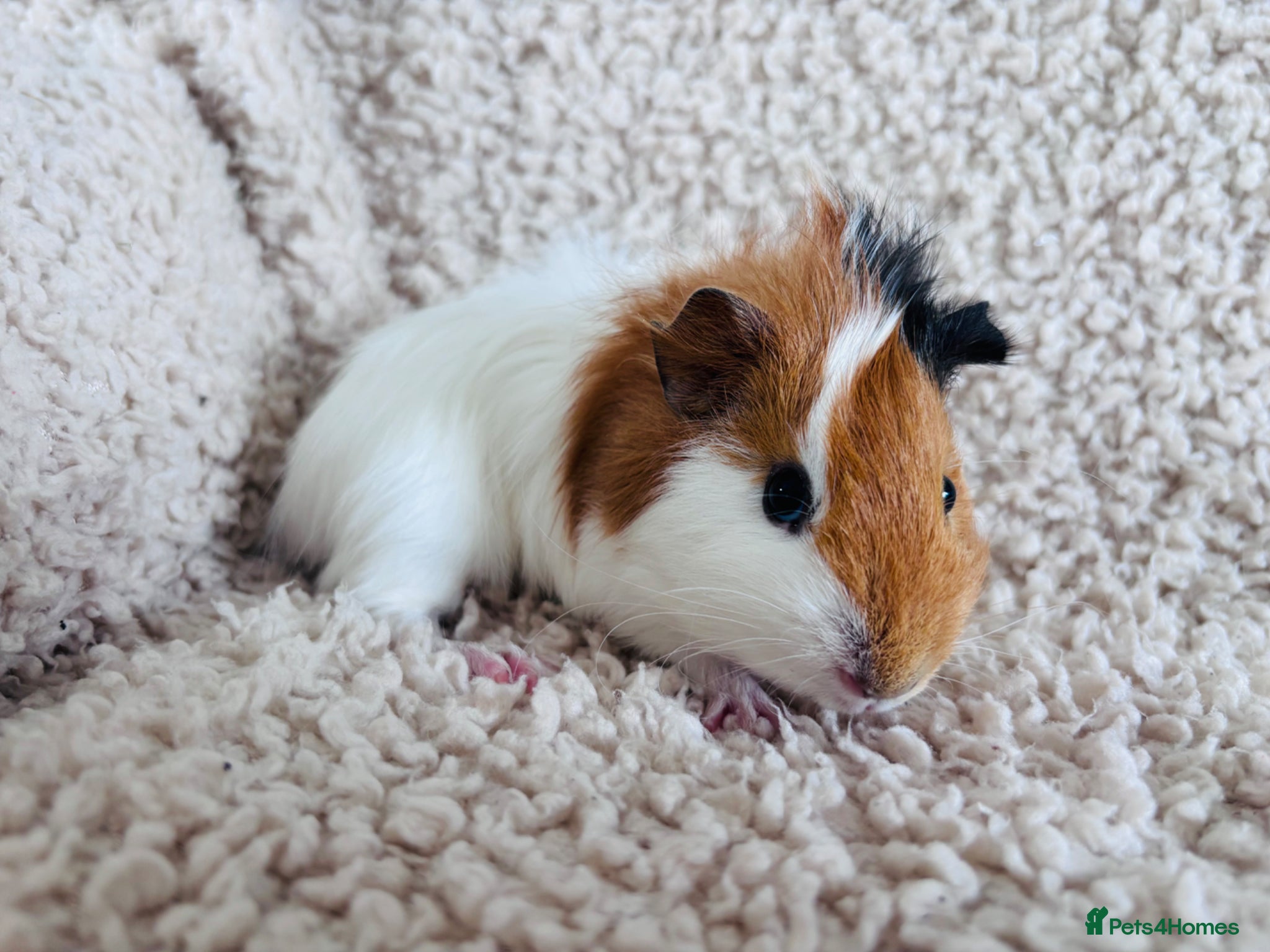 Guinea Pig rodents for sale: One Female Guinea pig  in Mansfield - Advert 1