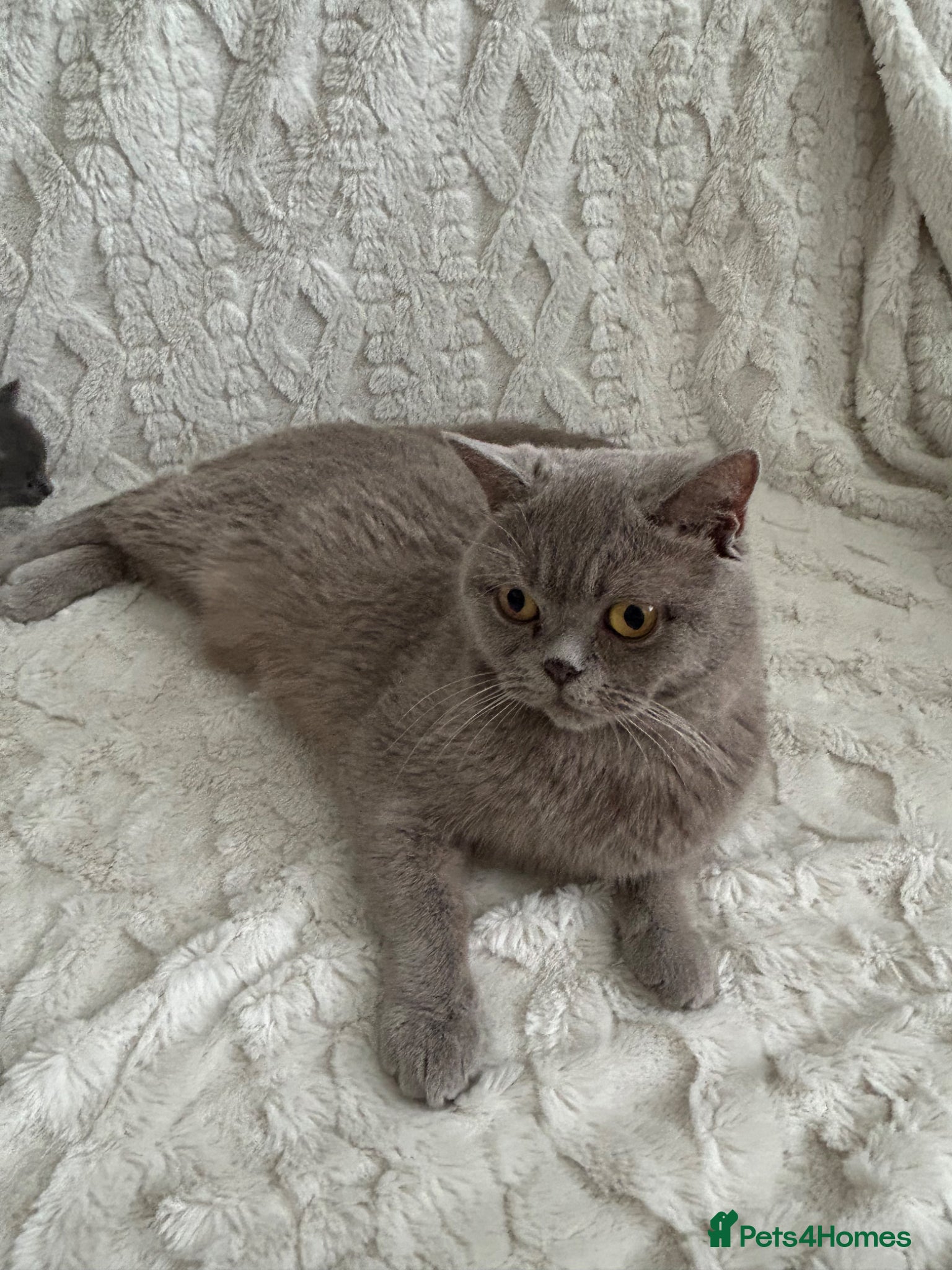 British Shorthair cats 3 Beautiful male British short haired kittens  - Advert 1