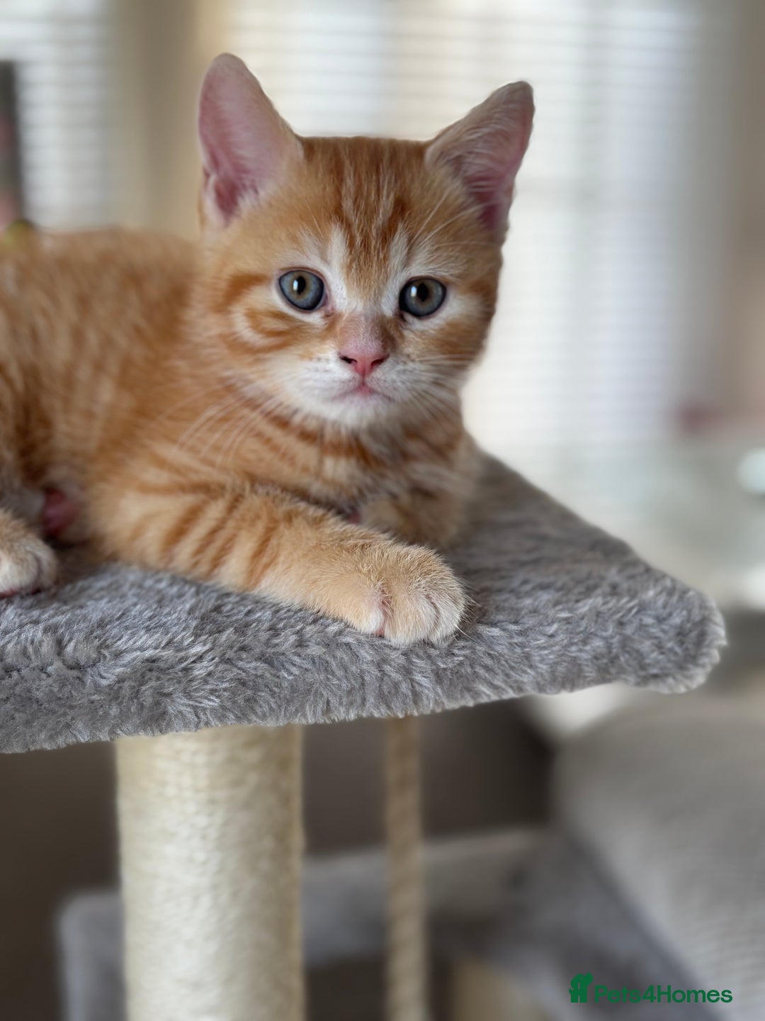 Domestic Shorthair cats for sale: Ginger Boys  - Image 3