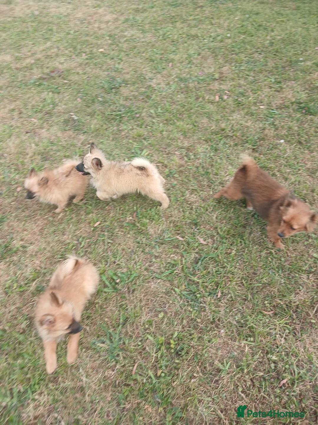 Pomeranian dogs for sale: Beautiful Pomeranianpuppy in Kilmarnock - Advert 1