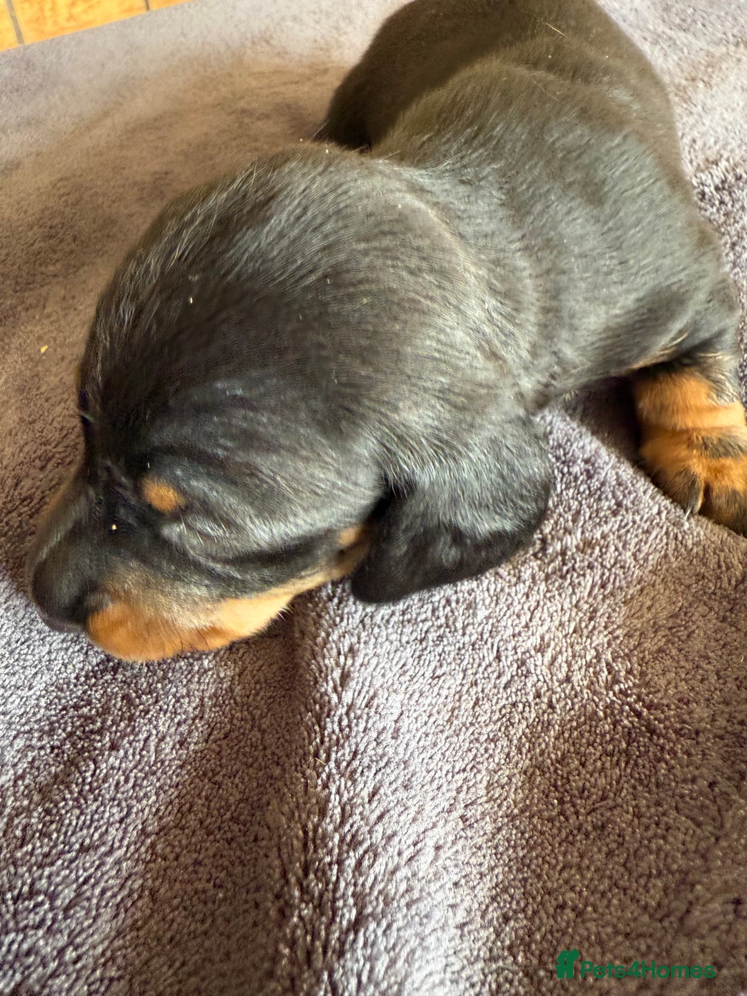 Dachshund dogs for sale: Dachshund puppies looking for new family  - Image 9