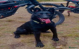Belgian Shepherd Dog dogs for sale: Male malinoi looking for his forever home - Image 1
