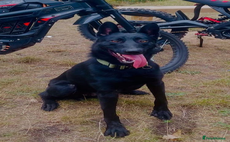 Belgian Shepherd Dog dogs - Advert 8