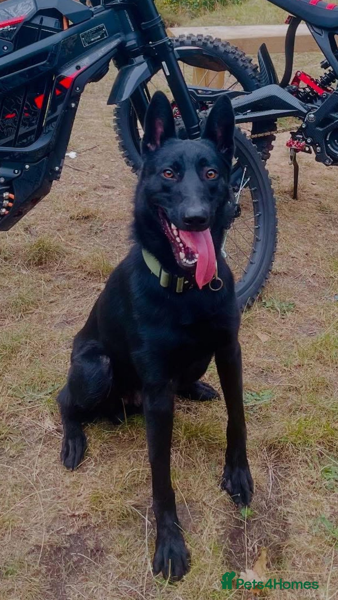 Belgian Shepherd Dog dogs for sale: Male malinoi looking for his forever home - Image 1