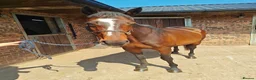 English Thoroughbred horses for sale: Thoroughbred mare for sale  in Stoke-on-Trent - Advert 4