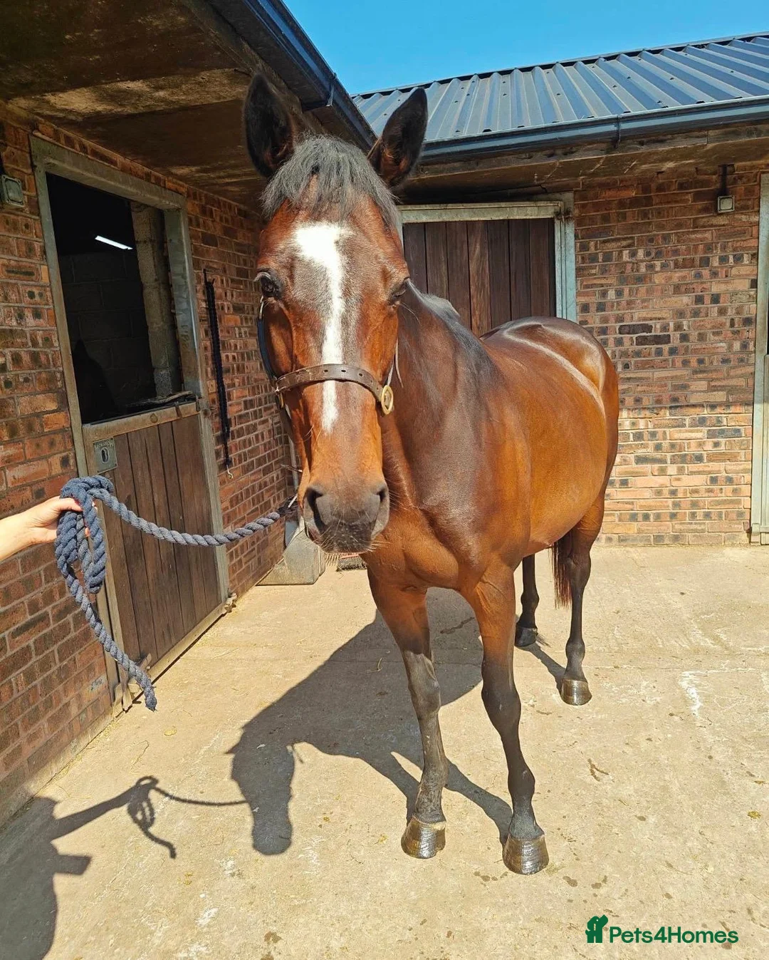 English Thoroughbred horses for sale: Thoroughbred mare for sale  in Stoke-on-Trent - Advert 4
