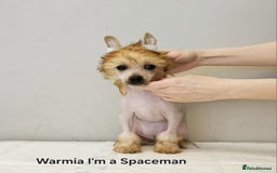 Chinese Crested dogs for sale: 12 weeks old  hl boy 1800, pp boy 970 in Crewe - Image 7