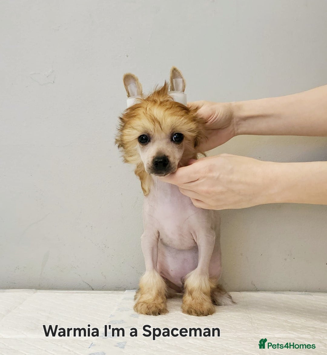 Chinese Crested dogs for sale: 12 weeks old  hl boy 1800, pp boy 970 in Crewe - Image 7