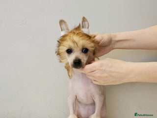 Chinese Crested dogs in Crewe - Advert 4