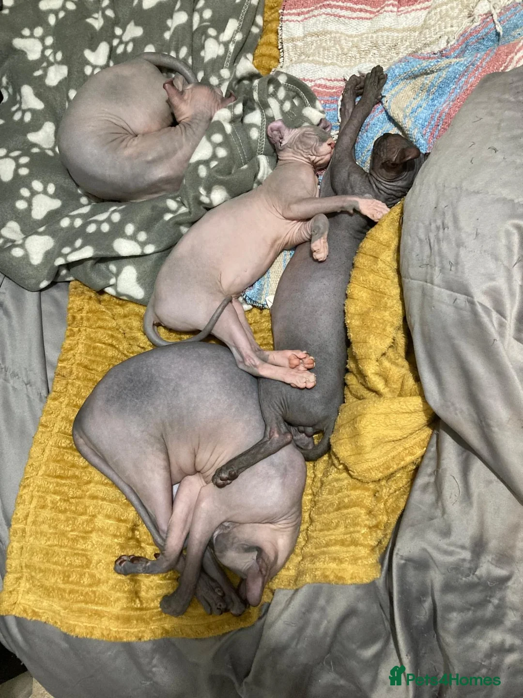 Sphynx cats for sale: Canadian elf sphinx - Advert 1