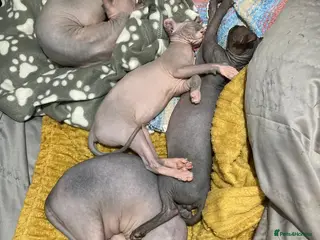 Sphynx cats Canadian elf sphinx - Advert 2