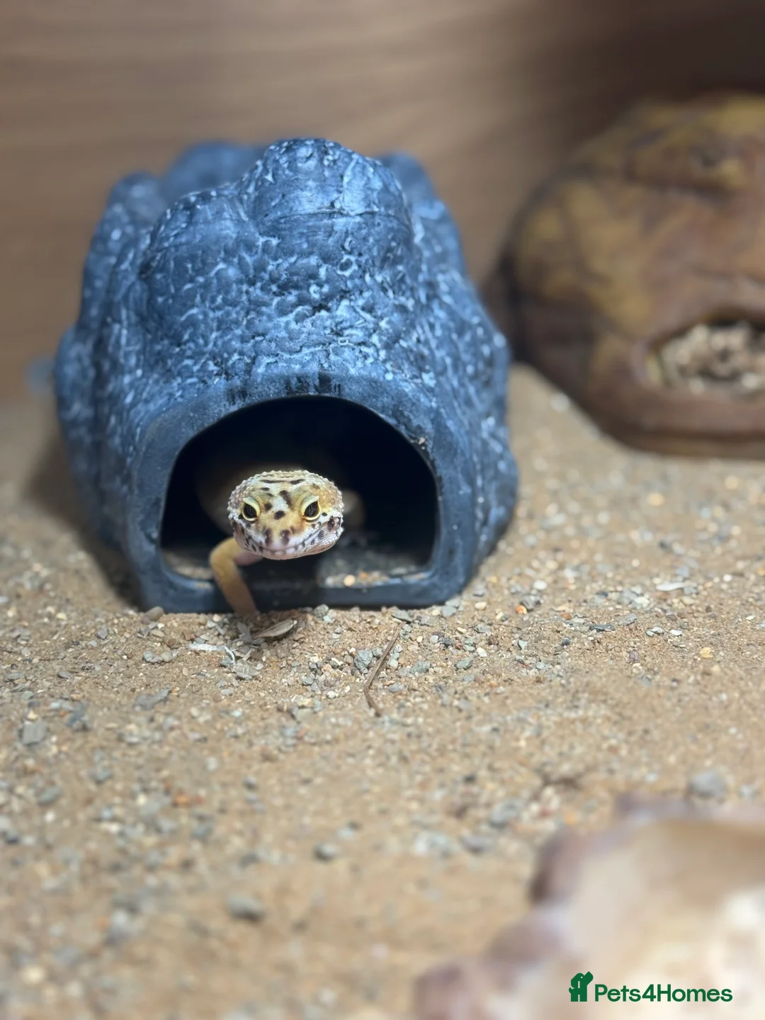 Gecko reptiles for sale: Stunning Morph Geko with setup  - Advert 2