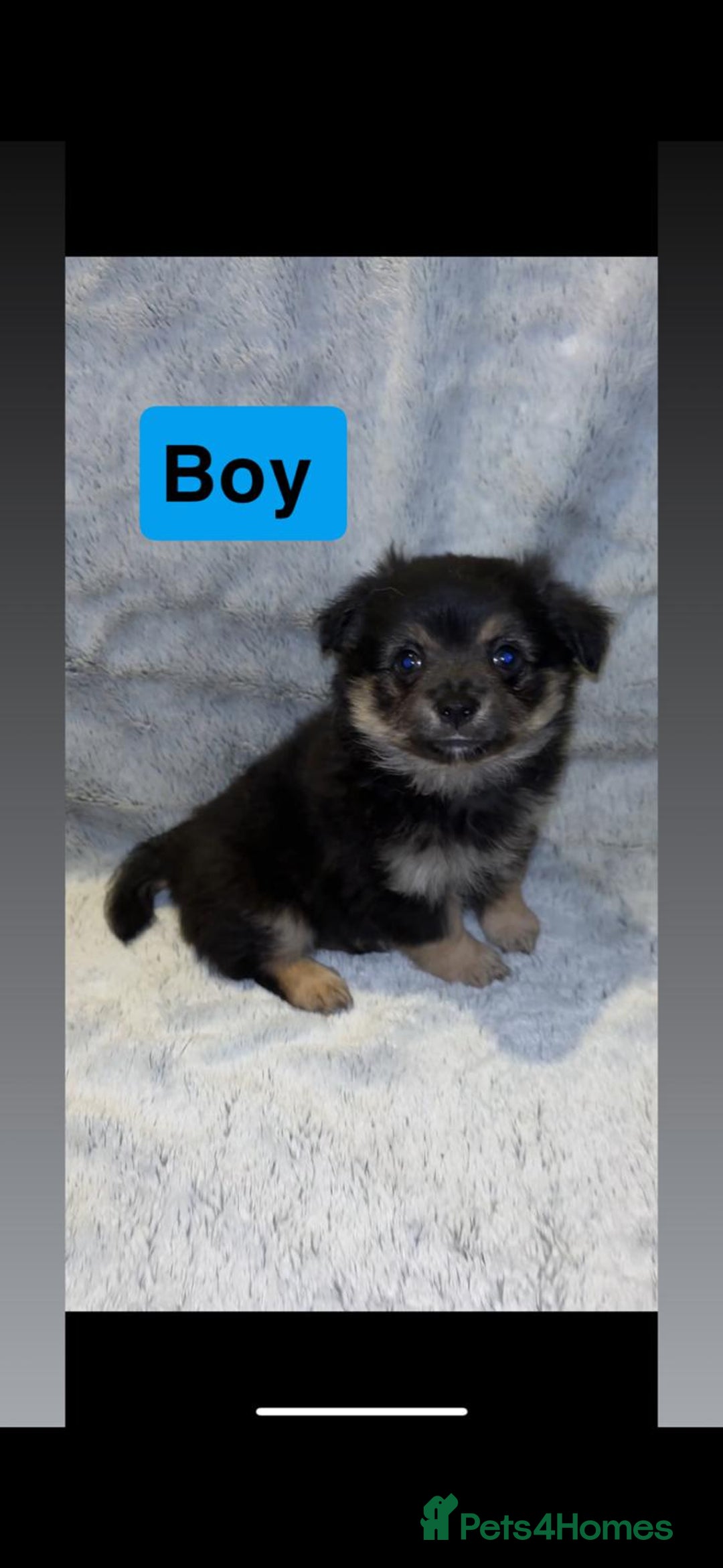 Pomchi dogs for sale: Beautiful Pomch puppies - Advert 3